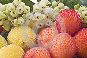 Arbutus flowers and fruits.