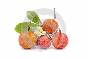 Arbutus fruit