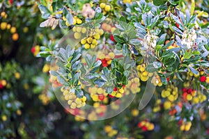 Arbutus fruits and flowers on the tree