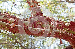 Arbutus red tree bark