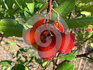 Arbutus from south of France photo