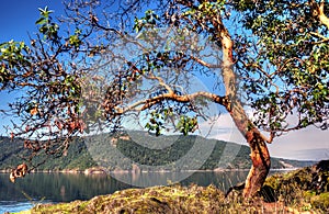 Arbutus tree