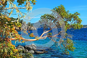 Arbutus Tree above the Clear Waters of Beecher Bay, East Sooke Regional Park, Southern Vancouver Island, British Columbia