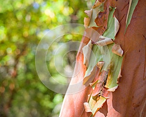 Arbutus tree bark