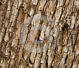 Arbutus Tree Bark