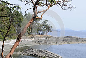 An arbutus tree in front of Arbutus Point, Portland Island