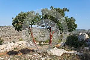 Arbutus tree on the hill