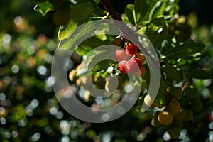 Arbutus tree, ripe strawberry tree fruits