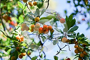 Arbutus tree, ripe strawberry tree fruits