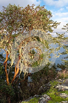 Arbutus tree on rocky coast