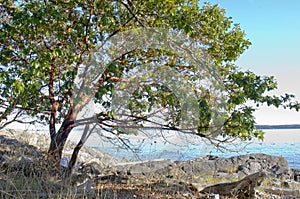 Arbutus tree on rocky point