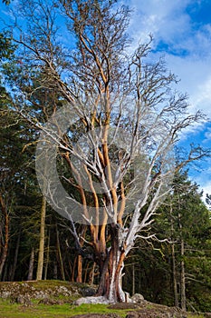 An Arbutus tree with it`s typical peeling bark on San Juan Island in Washington State