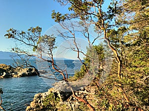 Arbutus Tree at Smuggler Cove Provincial Marine Park