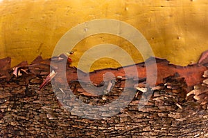 Arbutus tree trunk bark texture