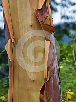 Arbutus Tree Trunk Pacific Madrona