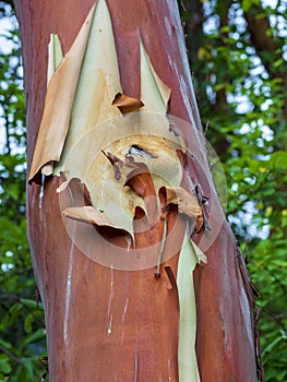 Arbutus Tree Trunk Pacific Madrona