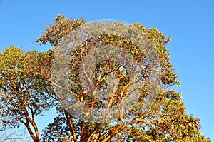 Arbutus Trees