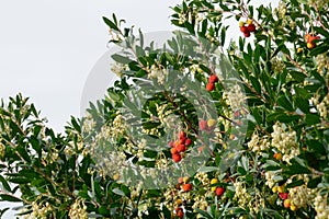 Arbutus unedo also known as strawberry tree or Corbezzolo in Italy