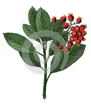 Arbutus unedo antique botanical engraving