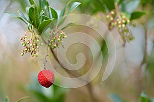 Arbutus unedo berry