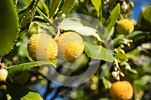 arbutus unedo compact strawberry tree is a fourseason evergreen shrub with outstanding flowers