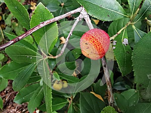 Arbutus unedo fruit photo