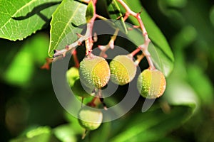 Arbutus Unedo fruits photo