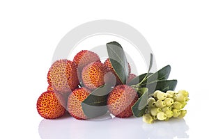 Arbutus unedo fruits isolated on a white background