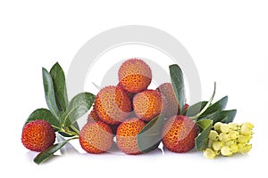 Arbutus unedo fruits isolated on a white background