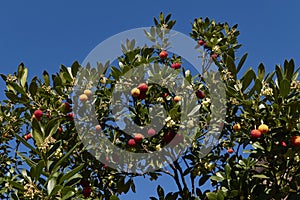 Arbutus unedo shrub close up