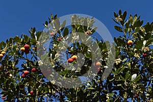 Arbutus unedo shrub close up