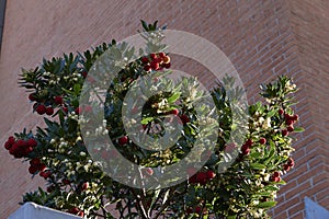 Arbutus unedo shrub with fruit and flowers