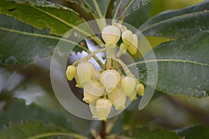 Arbutus unedo or strawberry flowers branch tree