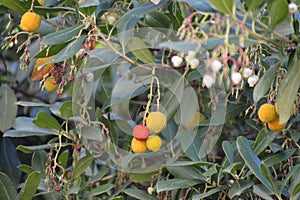 Arbutus unedo or strawberry flowers and fruits in a tree