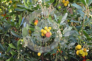 Arbutus unedo or strawberry fruit, white flowers and leaves in tree