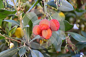 Arbutus unedo or strawberry fruits and leaves in tree