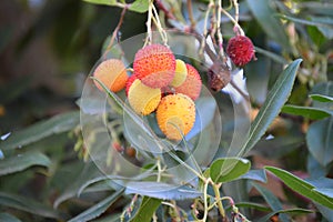 Arbutus unedo or strawberry fruits in a tree