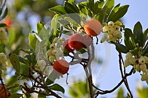 Arbutus unedo or strawberry tree flower bells and fruits