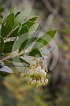 Arbutus unedo strawberry tree flowers