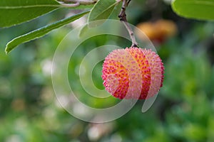 Arbutus unedo strawberry tree fruit