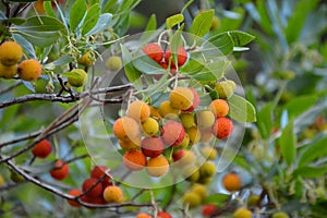 Arbutus unedo or strawberry tree fruits is different stages of maturation