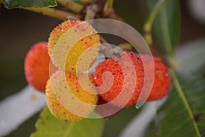 Arbutus unedo or strawberry tree fruits is different stages of maturation