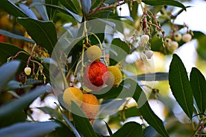 Arbutus unedo or strawberry tree fruits, flowers and leaves