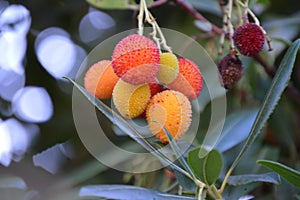 Arbutus unedo or strawberry tree fruits and leaves