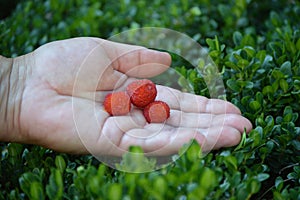 Arbutus unedo or strawberry tree fruits on woman`s open hand palm