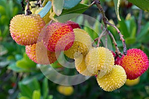 Arbutus unedo strawberry tree fruits photo