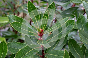 Arbutus unedo or strawberry tree serrated margin leaves