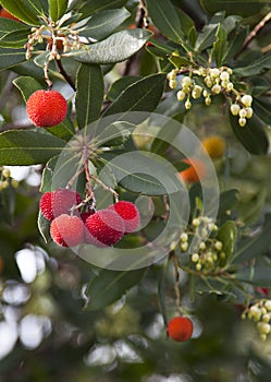 Arbutus Unedo tree