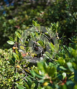 Arbutus Unedo tree and fruits