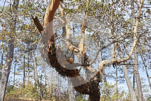 Arbutus xalapensis losing its bark photo